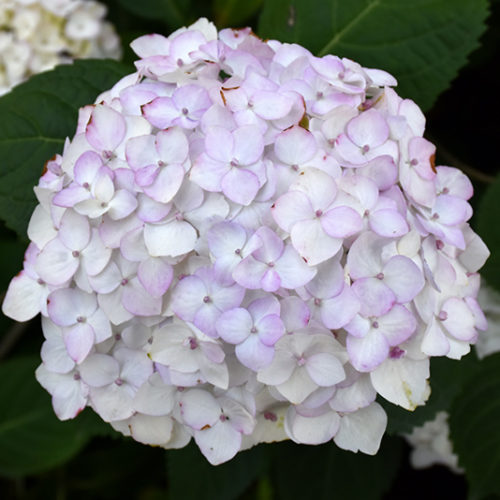Blushing Bride® Hydrangea | Hydrangea macrophylla 'Blushing Bride'