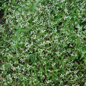 Breathless® White Euphorbia | Euphorbia 'Balbrewite'