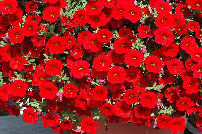 Image of Calibrachoa red annual flowers