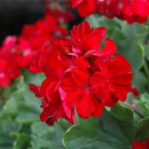 Calliope® Dark Red Geranium | Pelargonium 'Calliope Dark Red'