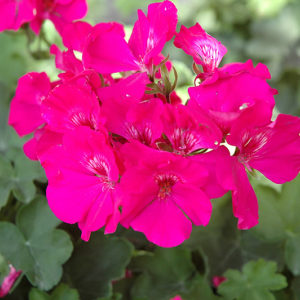 Calliope® Lavender Rose Geranium | Pelargonium 'Calliope Lavender Rose'