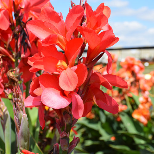 Red Dazzler Canna Lily | High Country Gardens
