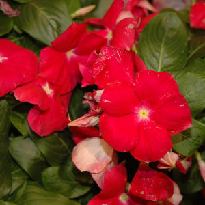 Cora® Cascade Cherry Vinca | Catharanthus roseus 'Cora Cascade Cherry'