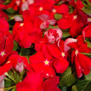 Cora® Red Vinca | Catharanthus roseus 'Cora Red'
