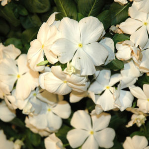 Cora® White Vinca | Catharanthus roseus 'Cora White'