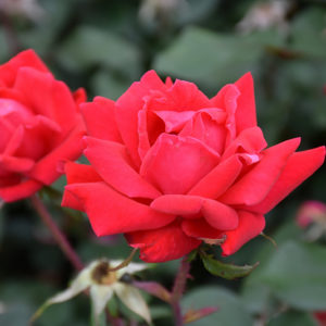 Double Knock Out® Rose | Rosa 'Radtko'