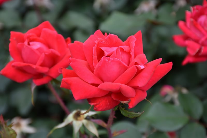 Double Knock Out® — The Knock Out® Family of Roses