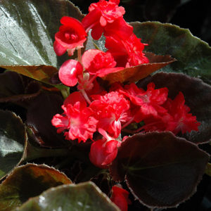 Doublet® Red Begonia | Begonia 'Doublet Red'