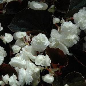 Doublet® White Begonia | Begonia 'Doublet White'