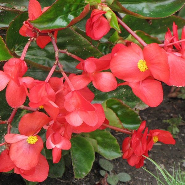 Dragon Wing® Red Begonia - Buchanan's Native Plants