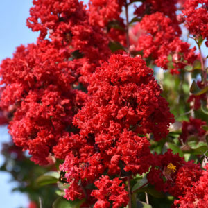 Dynamite® Crapemyrtle | Lagerstroemia indica 'Whit II'