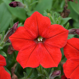 Easy Wave® Red Petunia | Petunia 'Easy Wave Red'