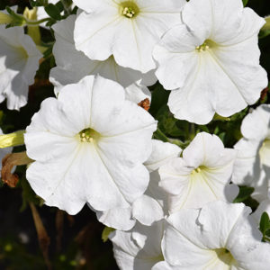 Easy Wave® White Petunia | Petunia 'Easy Wave White'