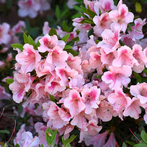 Encore® Autumn Chiffon™ Azalea | Rhododendron 'Robled'