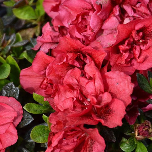 Encore® Autumn Fire™ Azalea | Rhododendron 'Roblez'
