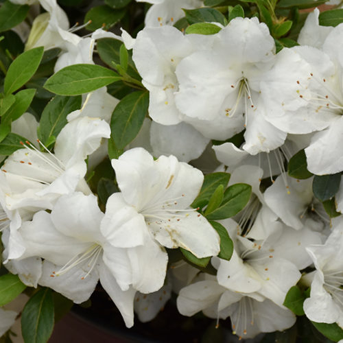 Encore® Autumn Ivory™ Azalea | Rhododendron 'Roblev'