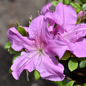 Encore® Autumn Lilac™ Azalea | Rhododendron 'Robles'