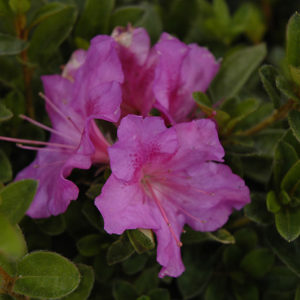Encore® Autumn Royalty™ Azalea | Rhododendron 'Conlec'
