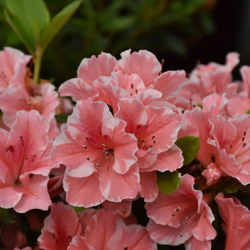 Encore® Autumn Sunburst™ Azalea | Rhododendron 'Roblet'
