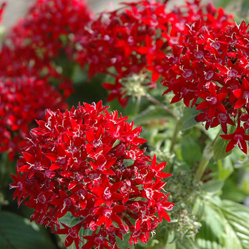 Graffiti® Red Lace Star Flower | Pentas lanceolata 'Graffiti Red Lace'
