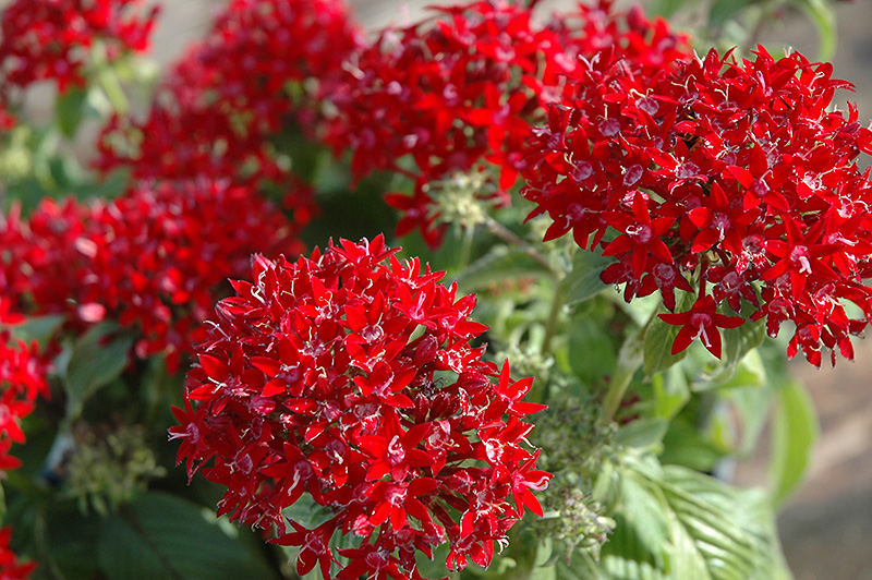 Graffiti® Red Lace Star Flower | Pentas lanceolata 'Graffiti Red Lace'