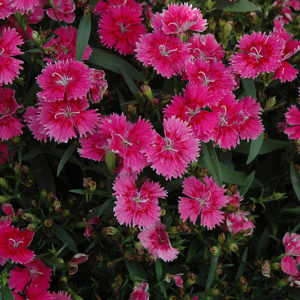 Ideal Select™ Raspberry Pinks | Dianthus 'Ideal Select Raspberry'