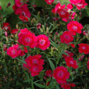Ideal Select™ Red Pinks | Dianthus 'Ideal Select Red'