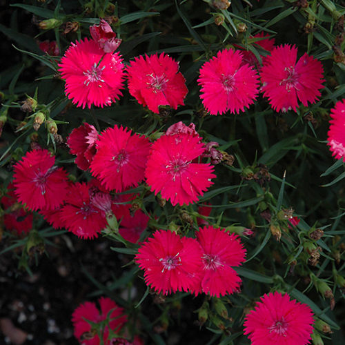 Ideal Select™ Rose Pinks | Dianthus 'Ideal Select Rose'
