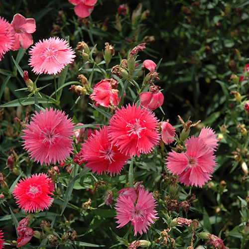 Ideal Select™ Salmon Pinks | Dianthus 'Ideal Select Salmon'