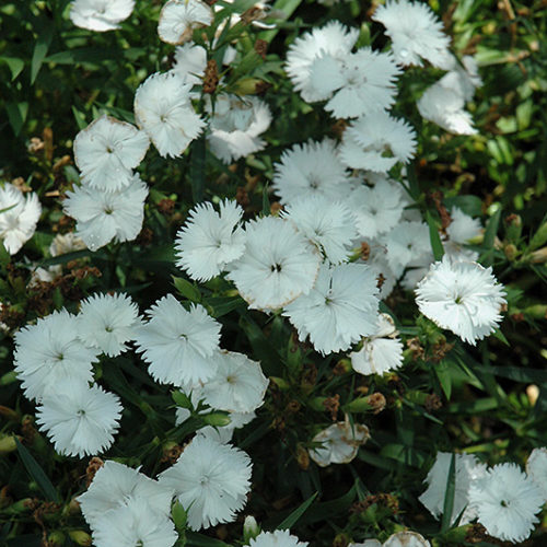 Ideal Select™ White Pinks | Dianthus 'Ideal Select White'