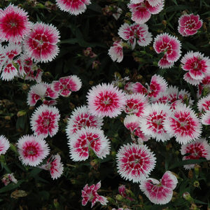 Ideal Select™ Whitefire Pinks | Dianthus 'Ideal Select Whitefire'