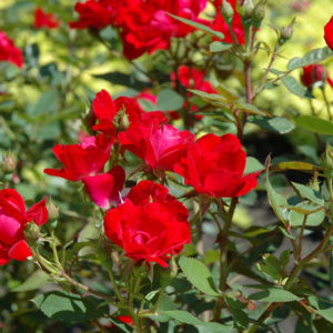 Kardinal™ Kolorscape® Rose | Rosa 'KORsixkono'