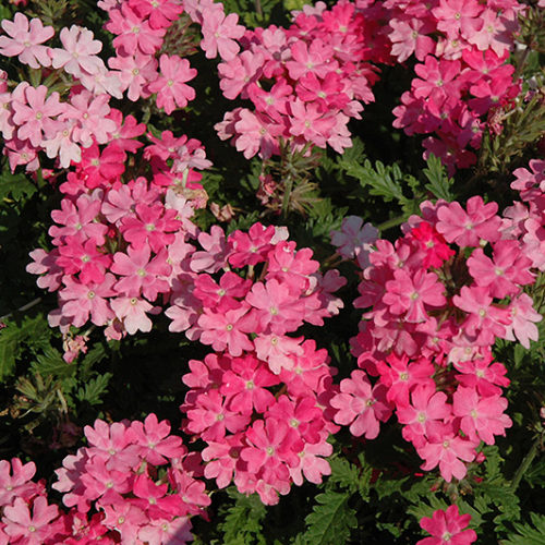 Lanai® Bright Pink Verbena | Verbena 'Lanai Bright Pink'