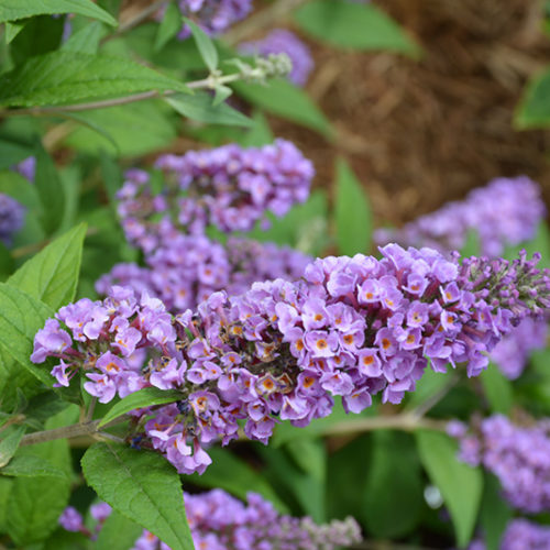 Lo And Behold® Blue Chip Dwarf Butterfly Bush | Buddleia 'Lo And Behold Blue Chip'
