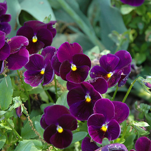 Matrix® Purple Pansy | Viola 'PAS770616'