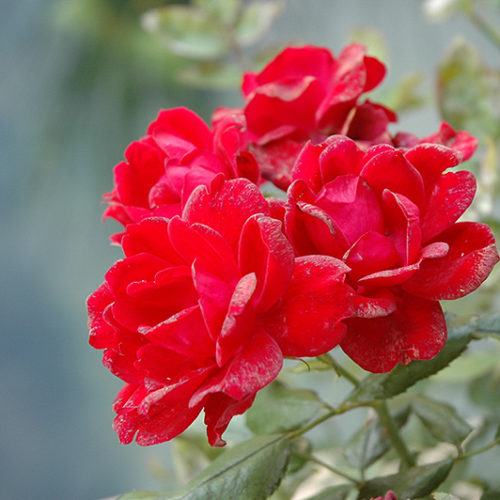 Roses - Buchanan's Native Plants