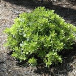 Mojo Dwarf Mock Orange Buchanan S Native Plants