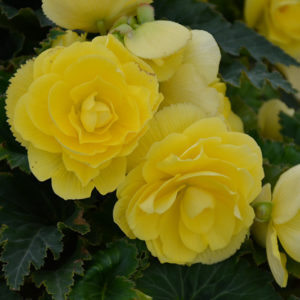 Nonstop® Joy Yellow Begonia | Begonia 'Nonstop Joy Yellow'