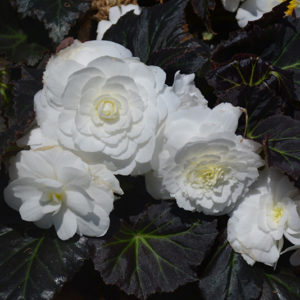 Nonstop® Mocca White Begonia | Begonia 'Nonstop Mocca White'