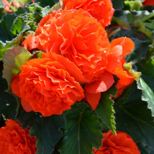 Nonstop® Orange Begonia | Begonia 'Nonstop Orange'