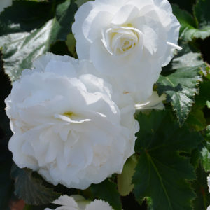 Nonstop® White Begonia | Begonia 'Nonstop White'
