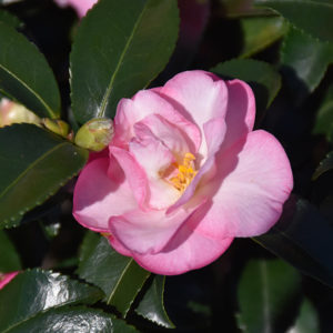October Magic® Orchid™ Camellia | Camellia sasanqua 'Green 94-035'