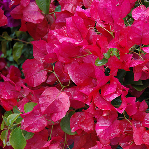 Oo-La-La® Bougainvillea - Buchanan's Native Plants