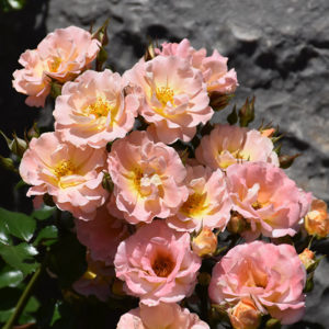 Peach Drift® Rose | Rosa 'Meiggili'