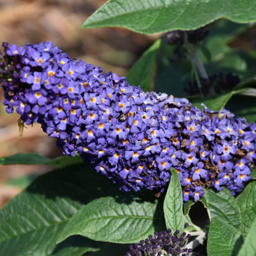 Pugster® Blue Butterfly Bush | Buddleia 'SMNBDBT'
