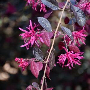 Purple Diamond® Fringeflower | Loropetalum chinense 'Shang-hi'