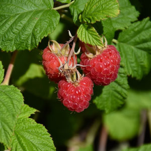 Raspberry Shortcake® Raspberry | Rubus 'NR7'