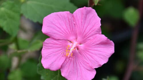 Rock Rose | Pavonia lasiopetala