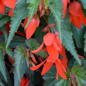 Santa Cruz® Sunset Begonia | Begonia boliviensis 'Santa Cruz Sunset'
