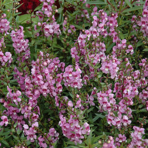 Serena® Lavender Pink Angelonia | Angelonia angustifolia 'Serena Lavender Pink'